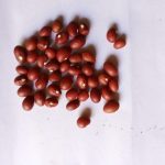 Bambare Nuts (Red)